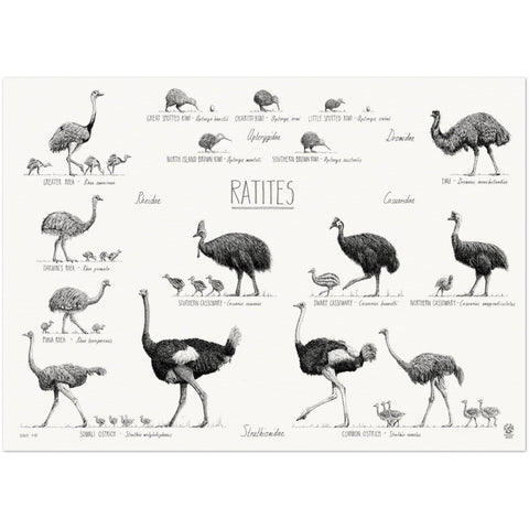 Ratites poster, 50x70cm / 20x28"