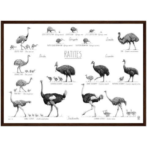 Ratites poster, 50x70cm / 20x28"