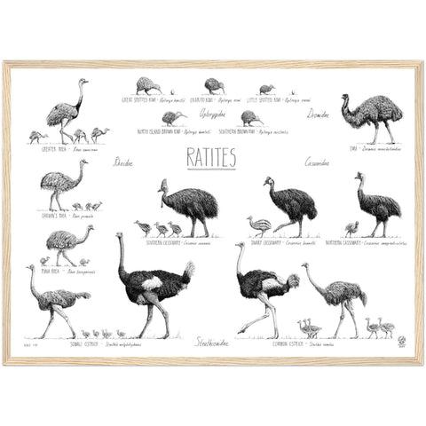 Ratites poster, 50x70cm / 20x28"