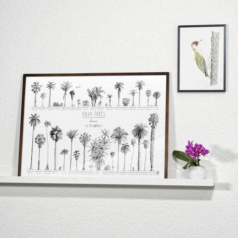 Product photo in a bedroom of our poster (70x50cm / 28x20“) of Palm trees native to North and South America and the Caribbean. Quality print of hand drawn palm trees in black ink. Dark wood frame.