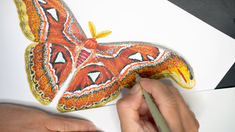 cover photo of the atlas moth making-of video