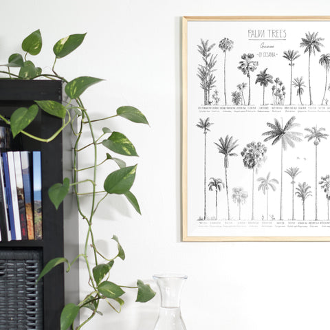 Close-up Photo of poster (45x60cm / 18x24“) with hand-drawn Palm trees native to Oceania above an office table. natural wood frame.