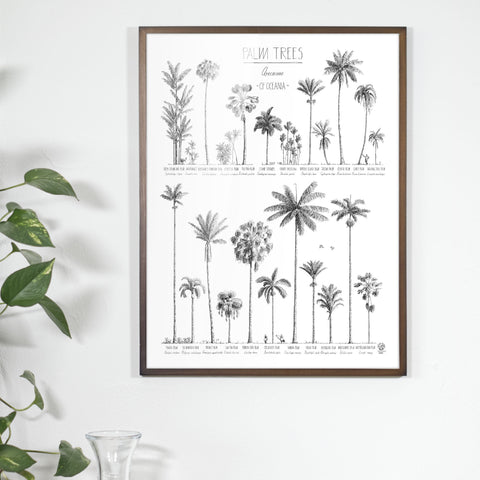 Photo of poster (45x60cm / 18x24“) with hand-drawn Palm trees native to Oceania above an office table. Dark wood frame.