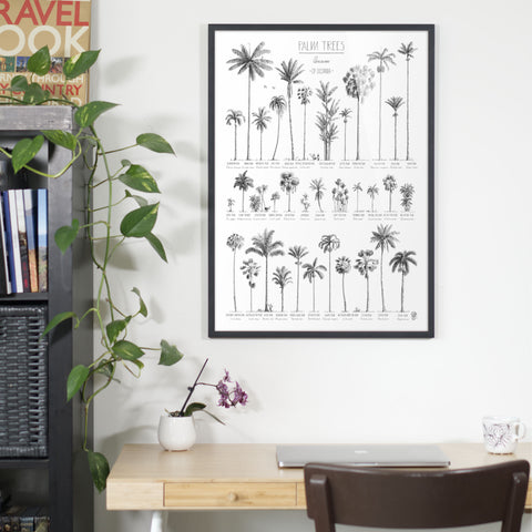 Photo of our poster (50x70cm / 20x28“) of Palm trees native to Oceania. Shown here over an office table in a black wood frame.