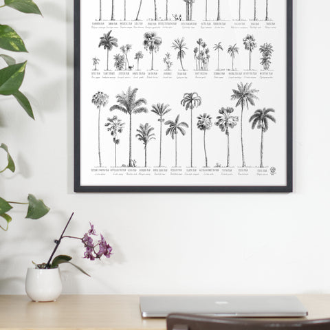 Photo of our poster (50x70cm / 20x28“) of Palm trees native to Oceania. Shown here over an office table in a black wood frame.