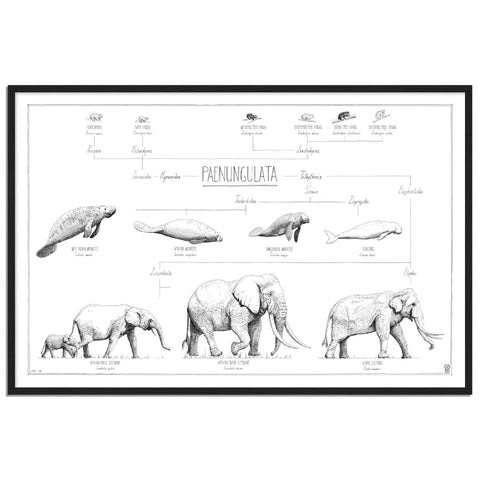 Modern, black and white poster (90x60cm / 36x24“) of Paenungulata, Elephants, Sirens and Hyraxes. Scientific names and classification. Quality print of hand drawn animals. Black wooden frame.