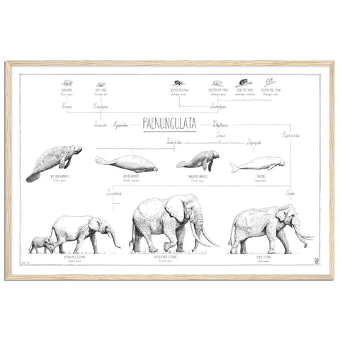 Modern, black and white poster (90x60cm / 36x24“) of Paenungulata, Elephants, Sirens and Hyraxes. Scientific names and classification. Quality print of hand drawn animals. Natural wooden frame.