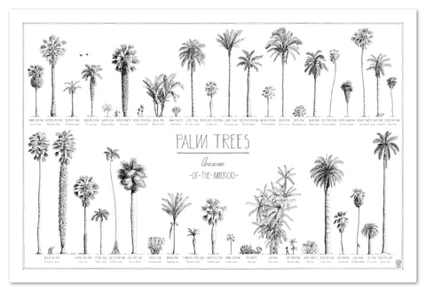 Modern, black and white poster (90x60cm / 36x24“) of Palm trees native to North and South America. Scientific and English names. Quality print of hand drawn palm trees, drawn in black ink with loads of details. No frame included