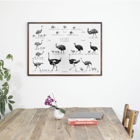Ratites poster over a dining table in a dark brown wood frame.