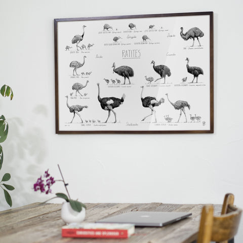 Ratites poster over a dining table in a dark brown wood frame.