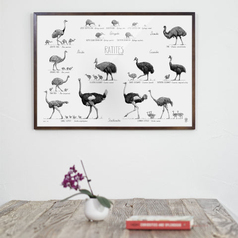 Ratites poster over a dining table in a dark brown wood frame.