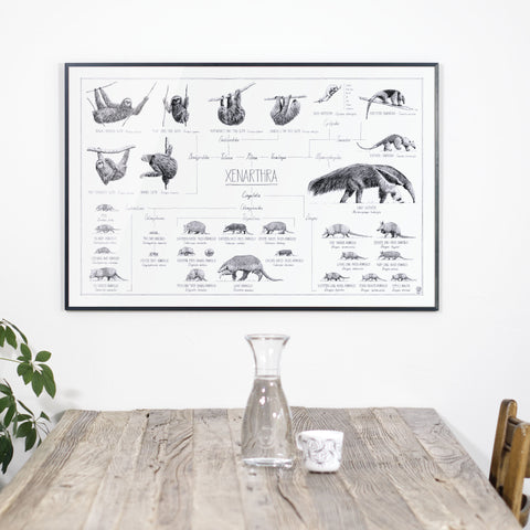 Photo of our Poster of Xenarthra, sloths, anteaters and armadillos. 90x60cm / 36 x 24". Scientific drawings with names and relations.