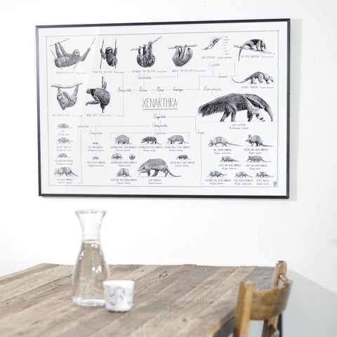 Photo of our Poster of Xenarthra, sloths, anteaters and armadillos. 90x60cm / 36 x 24" over a dining table.