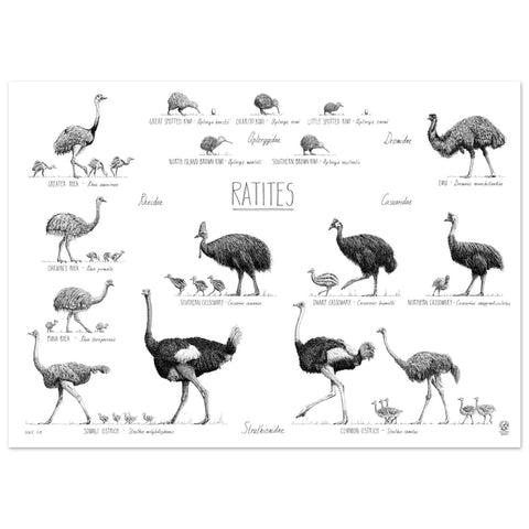 Ratites poster, 50x70cm / 20x28"
