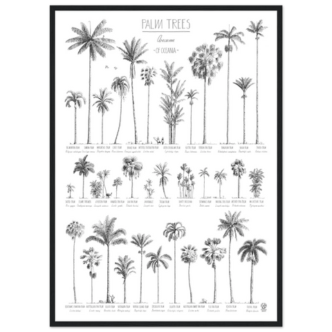 Modern, black and white poster (50x70cm / 20x28“) of Palm trees native to Oceania. Scientific and English names. Quality print of hand drawn palm trees. Black wood frame.