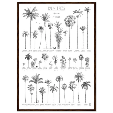 Modern, black and white poster (50x70cm / 20x28“) of Palm trees native to Oceania. Scientific and English names. Quality print of hand drawn palm trees. Dark wood frame.