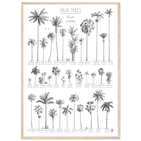 Modern, black and white poster (50x70cm / 20x28“) of Palm trees native to Oceania. Scientific and English names. Quality print of hand drawn palm trees. Natural wood frame.