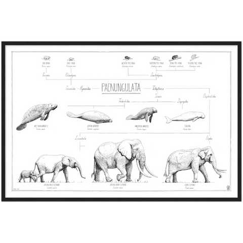 Modern, minimalist Paenungulata poster in black and white. Scientific and english names. black wood frame