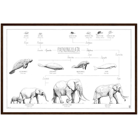 Modern, minimalist Paenungulata poster in black and white. Scientific and english names. Dark wood frame
