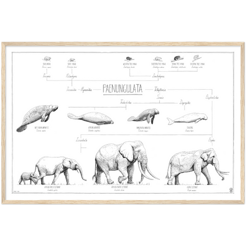 Modern, minimalist Paenungulata poster in black and white. Scientific and english names. Natural wood frame