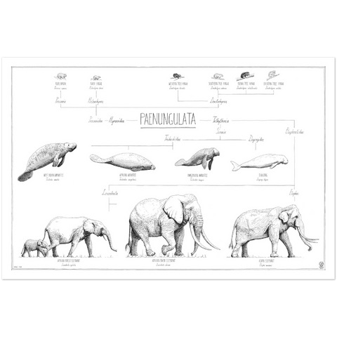 Modern, minimalist Paenungulata poster in black and white. Scientific and english names. no frame