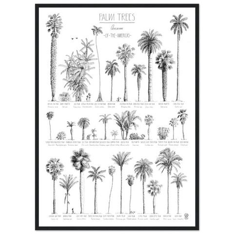 Mock up of our poster (50x70cm / 20x28“) of Palm trees native to North and South America and the Caribbean. Quality print of hand drawn palm trees, detailed drawings in black ink. Here in a black wood frame.