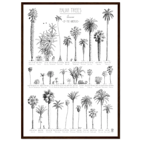 Mock up of our poster (50x70cm / 20x28“) of Palm trees native to North and South America and the Caribbean. Quality print of hand drawn palm trees, detailed drawings in black ink. Here in a darkl wood frame.