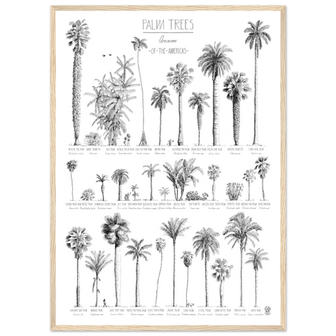 Mock up of our poster (50x70cm / 20x28“) of Palm trees native to North and South America and the Caribbean. Quality print of hand drawn palm trees, detailed drawings in black ink. Here in a natural wood frame.