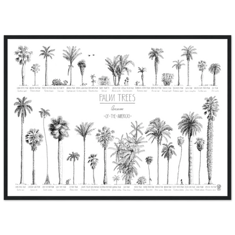 Mock up of our poster (70x50cm / 28x20“) of Palm trees native to North and South America and the Caribbean. Quality print of hand drawn palm trees in black ink. Black wood frame.