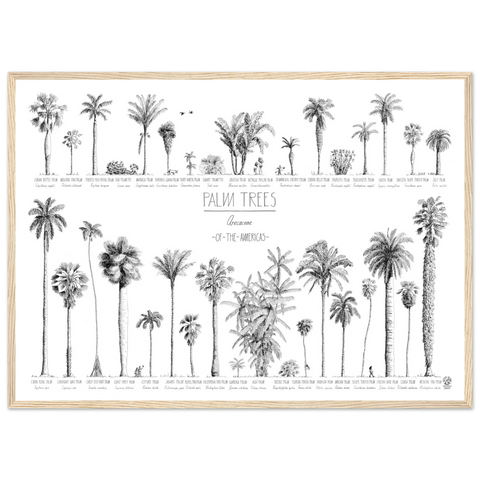 Mock up of our poster (70x50cm / 28x20“) of Palm trees native to North and South America and the Caribbean. Quality print of hand drawn palm trees in black ink. Natural wood frame.