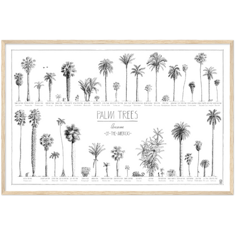 Mock up of our 90x60cm (36x24") poster of American palms. Quality print of hand drawn palm trees, drawn in black ink with loads of details. Here in a natural wood frame.