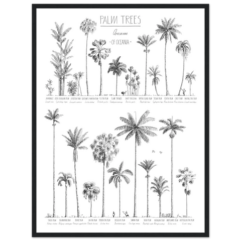 Mock up of poster (45x60cm / 18x24“) with hand-drawn Palm trees native to Oceania. Scientific and English names. black wood frame.