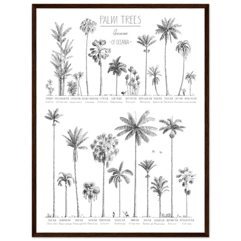 Mock up of poster (45x60cm / 18x24“) with hand-drawn Palm trees native to Oceania. Scientific and English names. Dark wood frame.