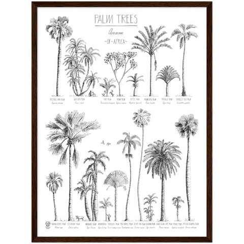 Modern, black and white poster (45x60cm / 18x24“) of Palm trees native to Africa. Scientific and English names. Quality print of hand drawn palm trees, drawn in black ink with loads of details. Comes in a dark wooden frame, ready to hang.