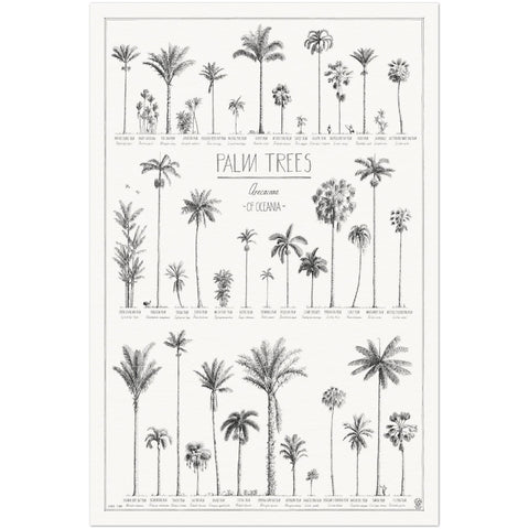 Modern, black and white poster (60x90cm / 24x36“) of Palm trees native to Oceania with all its islands and atolls. Scientific and English names. Quality print of hand drawn palm trees, drawn in black ink with details and animals for size comparison. No frame included.