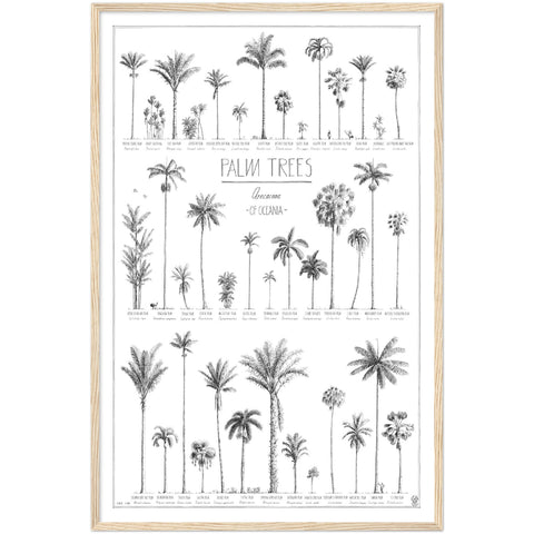 Modern, black and white poster (60x90cm / 24x36“) of Palm trees native to Oceania with all its islands and atolls. Scientific and English names. Quality print of hand drawn palm trees, drawn in black ink with details and animals for size comparison. Natural wooden frame, ready to hang.