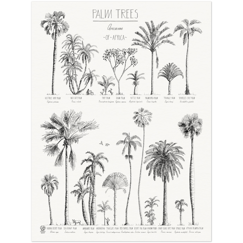 Modern, black and white poster (45x60cm / 18x24“) of Palm trees native to Asia. Scientific and English names. Quality print of hand drawn palm trees, drawn in black ink with loads of details.