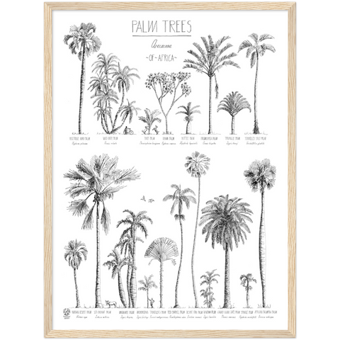 Modern, black and white poster (45x60cm / 18x24“) of Palm trees native to Africa. Scientific and English names. Quality print of hand drawn palm trees, drawn in black ink with loads of details. Comes in a natural wooden frame, ready to hang.