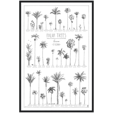 Modern, black and white poster (60x90cm / 24x36“) of Palm trees native to Oceania with all its islands and atolls. Scientific and English names. Quality print of hand drawn palm trees, drawn in black ink with details and animals for size comparison. Black wooden frame, ready to hang.