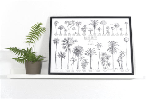 Modern, black and white poster (70x50cm / 28x20“) of Palm trees native to Africa. Scientific and English names. Quality print of hand drawn palm trees, drawn in black ink with loads of details. Black wooden frame.