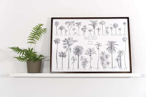 Modern, black and white poster (70x50cm / 28x20“) of Palm trees native to Africa. Scientific and English names. Quality print of hand drawn palm trees, drawn in black ink with loads of details. Dark wooden frame.