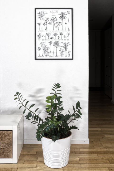 Modern, black and white poster (50x70cm / 20x28“) of Palm trees native to Africa. Scientific and English names. Quality print of hand drawn palm trees, drawn in black ink with loads of details. Black wooden frame.