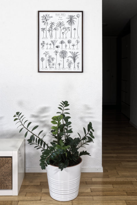 Modern, black and white poster (50x70cm / 20x28“) of Palm trees native to Africa. Scientific and English names. Quality print of hand drawn palm trees, drawn in black ink with loads of details. Dark wooden frame.