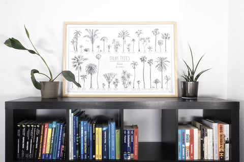 Modern, black and white poster (90x60cm / 36x24") of Palm trees native to Africa. Scientific and English names. Quality print of hand drawn palm trees, drawn in black ink with loads of details. Natural wood frame.