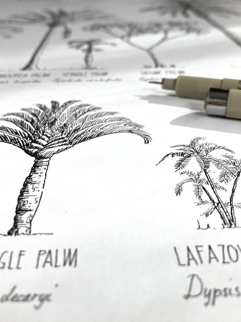 Modern, black and white poster (60x90cm / 24x36“) of Palm trees native to Africa. Scientific and English names. Quality print of hand drawn palm trees, drawn in black ink with loads of details. Close up of ink drawings.
