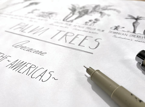 Modern, black and white poster (70x50cm / 28x20“) of Palm trees native to North and South America and the Caribbean. Scientific and English names. Quality print of hand drawn palm trees, detailed drawings in black ink. Details of drawings.