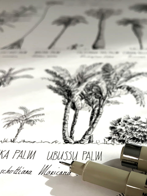 Product photo of our poster (50x70cm / 20x28“) of Palm trees native to North and South America and the Caribbean. Scientific and English names. Quality print of hand drawn palm trees, detailed drawings in black ink. Close up of the artwork.