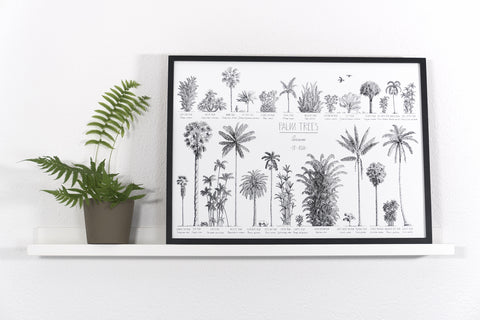 Modern, black and white poster (70x50cm / 28x20“) of Palm trees native to Asia. Scientific and English names. Quality print of hand drawn palm trees, drawn in black ink with loads of details. Black wooden frame.