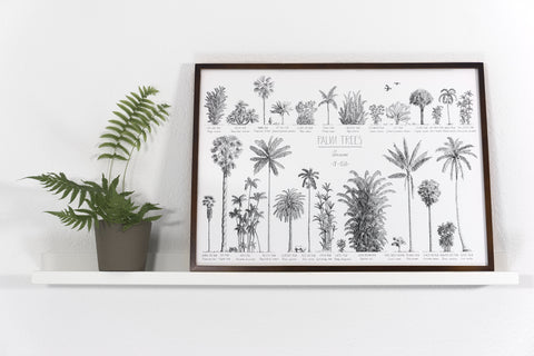 Modern, black and white poster (70x50cm / 28x20“) of Palm trees native to Asia. Scientific and English names. Quality print of hand drawn palm trees, drawn in black ink with loads of details. Dark wooden frame.