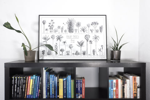 Modern, black and white poster (90x60cm / 36x24") of Palm trees native to Asia. Scientific and English names. Quality print of hand drawn palm trees, drawn in black ink with loads of details. Black wooden frame.